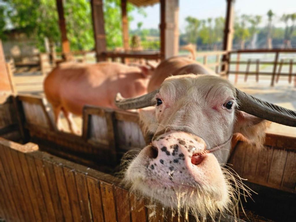 The Buffalo Amphawa Samut Songkhram Exteriör bild