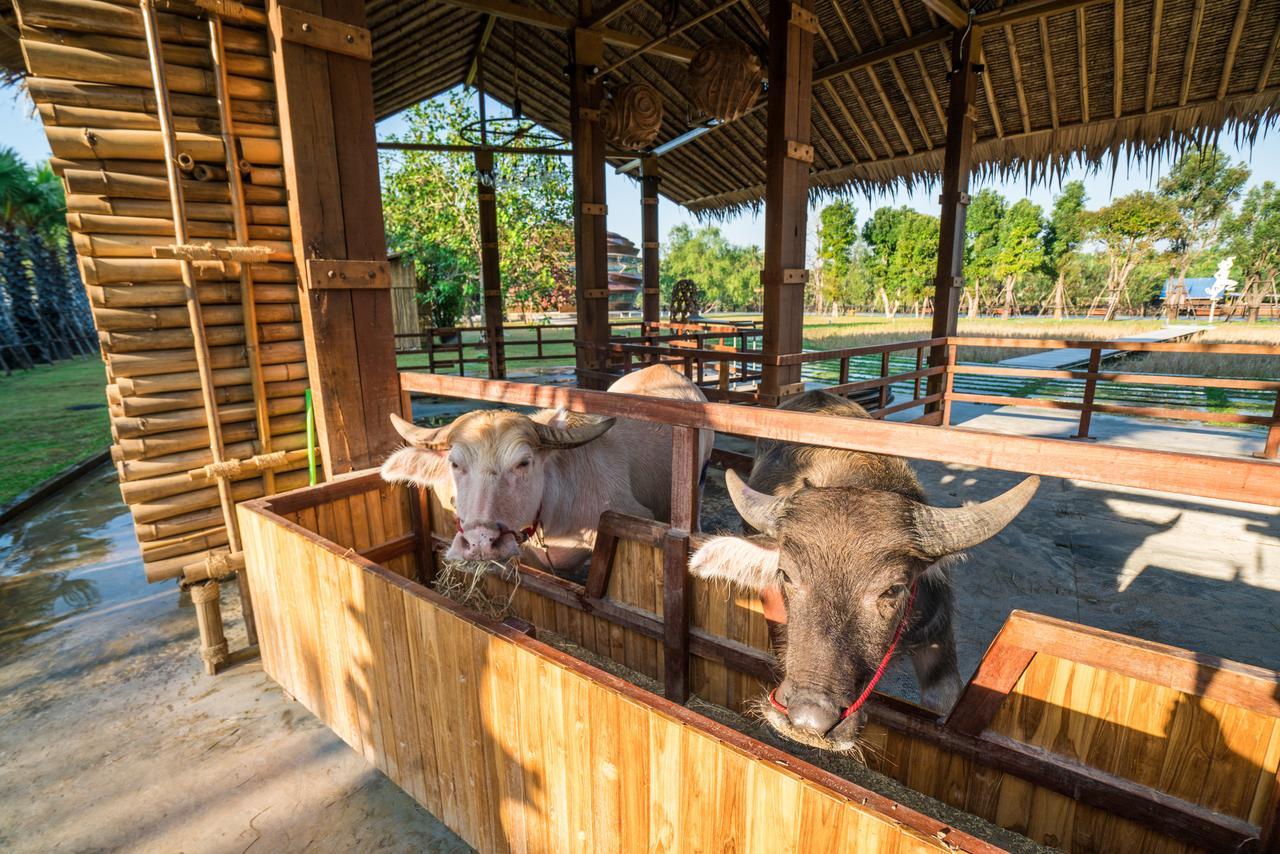 The Buffalo Amphawa Samut Songkhram Exteriör bild