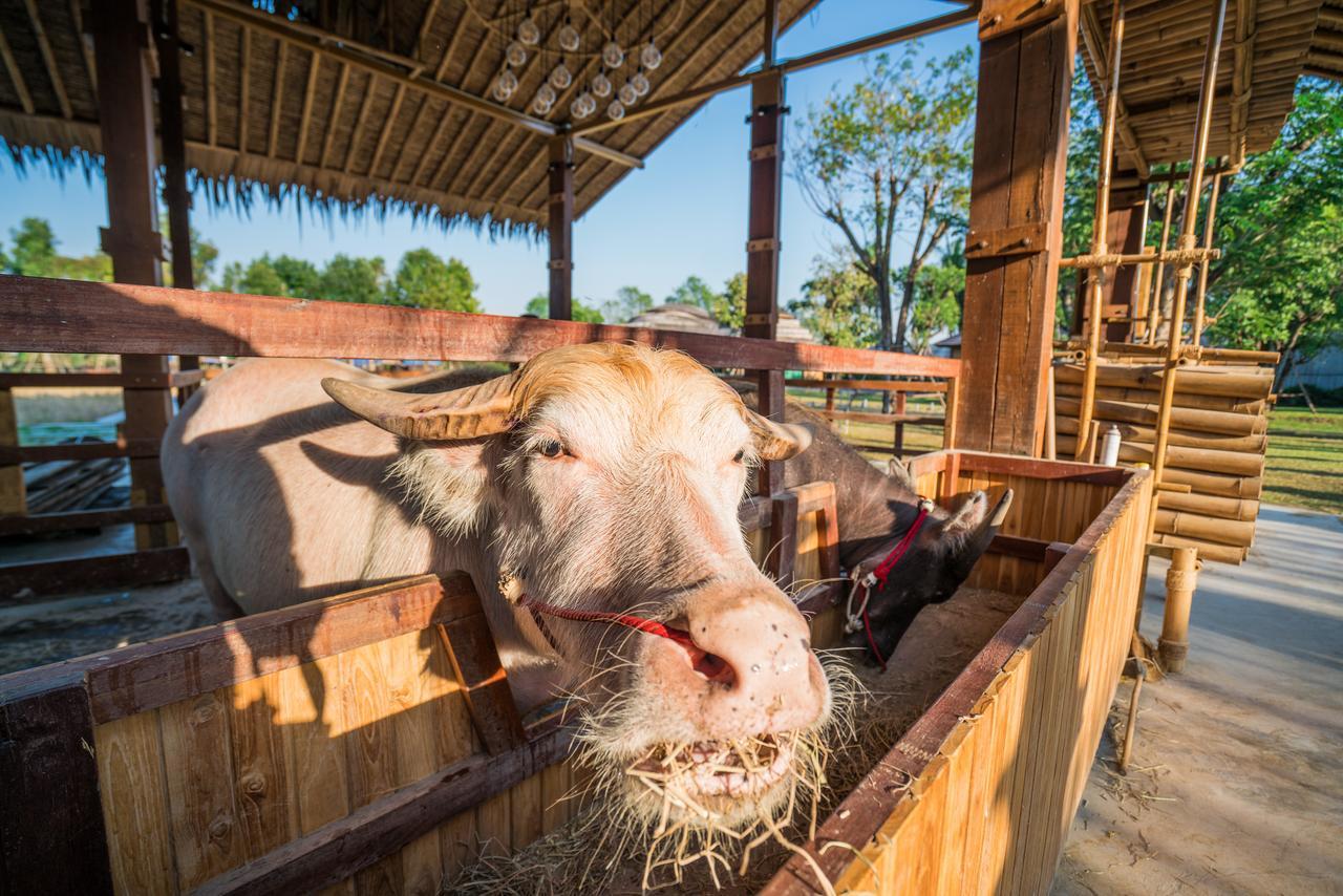The Buffalo Amphawa Samut Songkhram Exteriör bild