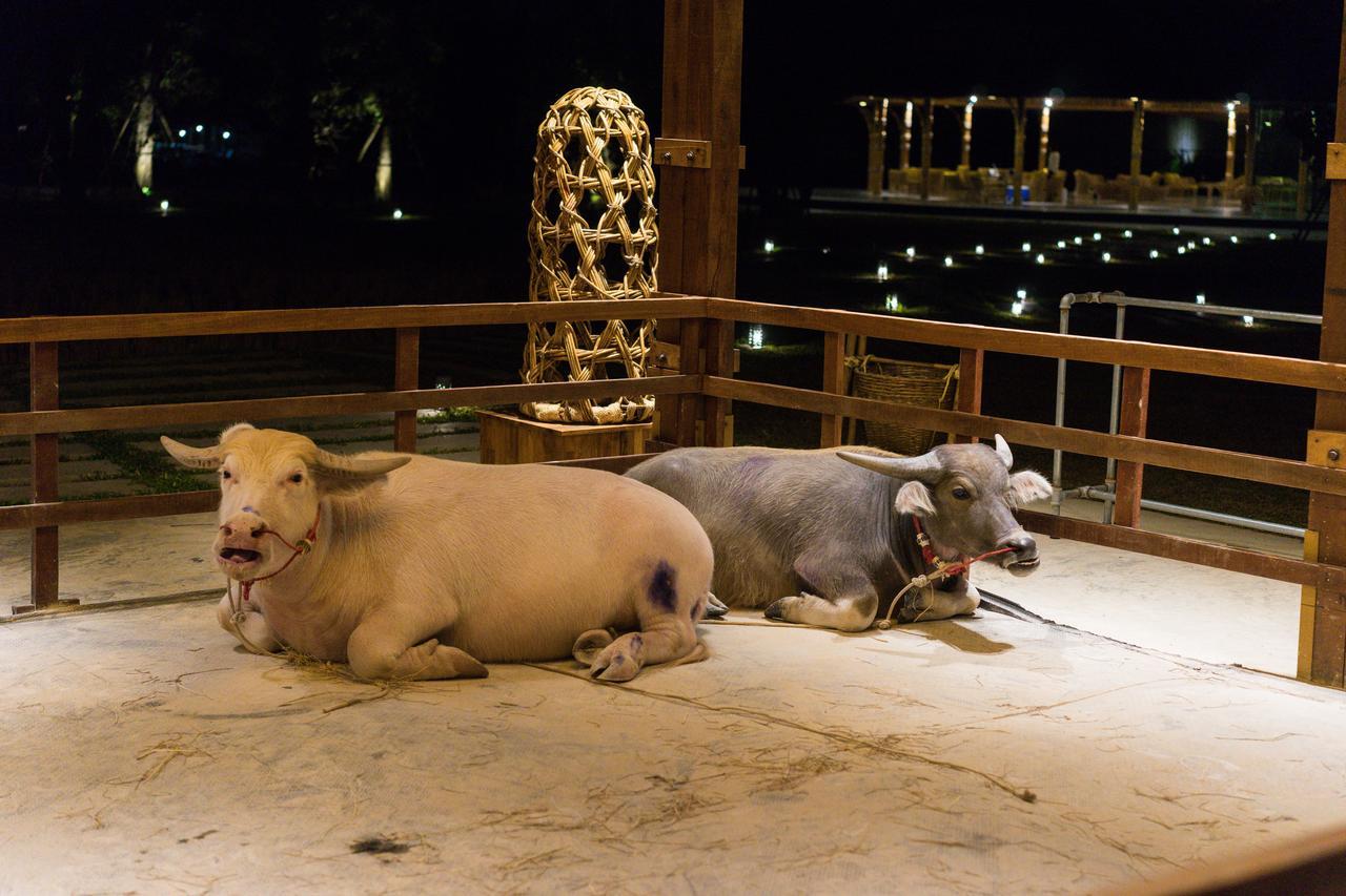 The Buffalo Amphawa Samut Songkhram Exteriör bild